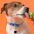 Can Dogs Eat Broccoli? Yes — Here's How to Do It Safely