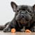 Can Dogs Eat Carrots? Yes — Here's How to Serve Them