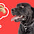 Can Dogs Eat Cashews? What Pet Parents Should Know