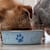 Can Dogs Eat Cat Food? A Vet-Backed Answer