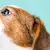 Can Dogs Eat Cheese? What Pet Parents Should Know