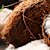 Can Dogs Eat Coconut? Benefits, Risks & How to Feed It