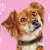 Can Dogs Eat Garlic? No — Here's Why It's Toxic