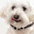 Can Dogs Eat Peanut Butter? A Safe-Feeding Guide
