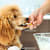 Can Dogs Eat Pears? Yes — With These Safety Tips