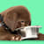 Can Dogs Eat Peas? Benefits, Risks & How to Serve