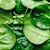Can Dogs Eat Spinach? What Pet Parents Should Know