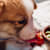 Can Dogs Eat Strawberries? Yes — Here's How