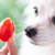 Can Dogs Eat Tomatoes? What Pet Parents Should Know