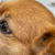 Can Dogs Eat Watermelon? Yes — With These Rules