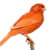 How to Care for Canaries: Food, Habitat, Health & Singing Guide