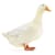How to Care for Pet Ducks: Beginner's Guide to Happy, Healthy Ducks