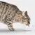 5 Tips on Cat Dental Cleaning | Petco