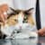 Ringworm in Cats: Identify, Treat & Prevent This Fungal Infection