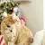 Holiday Cat Safety Tips: Decor, Plants & Guests