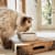 How to Change Your Cat's Food