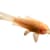 Catfish Care Guide: Tank Setup, Feeding, & Species for Healthy Fish