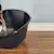 How to Litter Train a Kitten: 7 Simple Steps
