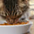 What Food Can I Feed My Cat? A Complete Guide