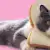 Can Cats Eat Bread? What Pet Parents Should Know