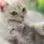 Cat Breeding: What Every Pet Parent Should Know