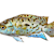 Central & South American Cichlid Care Guide: Tank, Food, Compatibility