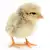 Baby Chick Care: Food, Habitat & Health for Happy, Healthy Chicks