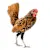 Backyard Chicken Care: Essential Guide for Happy, Healthy Hens
