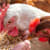 Cool Facts About Chickens + What They Can Eat