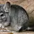 First-Time Chinchilla Owner? Essential Care Guide & Fun Facts