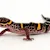 Chinese Cave Gecko Care: Expert Tips for Habitat, Food & Health