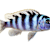 Ultimate Cichlid Care: Tank Setup, Feeding, & Compatibility Guide