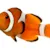 Clownfish Care: Your Easy Guide to Tank Setup, Food & Compatibility