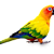 Conure Care Guide: Food, Habitat, Health & Tips for a Thriving Conure