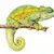 Cool Climate Chameleon Care: Habitat, Food, Health & Setup Secrets