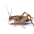 Cricket Care: Habitat, Feeding & Gut Loading Tips for Healthy Pets