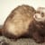 Understanding Ferret Scratching & Licking: Causes, Relief & Prevention