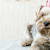How to Throw a Dog Birthday Party