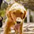 Golden Retriever Grooming Guide: 16 Expert Tips