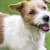 Pet Obesity Dangers: Protect Your Furry Friend's Health & Longevity