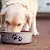 Dog Food Labels: Understand Ingredients for Your Pet's Best Health