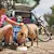 Find the Perfect Dog Food: A Breed-Specific Nutrition Guide for Health