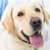 Hip Dysplasia in Dogs: Symptoms, Causes, Treatment & Prevention