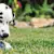 Raw Dog Food: Is It Best? Benefits, Risks & Your Dog's Diet Guide