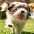 Dog Stool Sample: What Your Dog's Poop Tells You