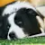 Sensitive Stomach Diet for Dogs: What to Feed