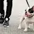 Librela for Dogs: What Pet Parents Should Know