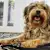 What to Know Before Adopting a Dog