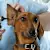 Dog Ear Infection Guide: Symptoms, Causes, Treatment & Prevention