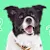 Can Dogs Eat Lettuce? What Pet Parents Should Know